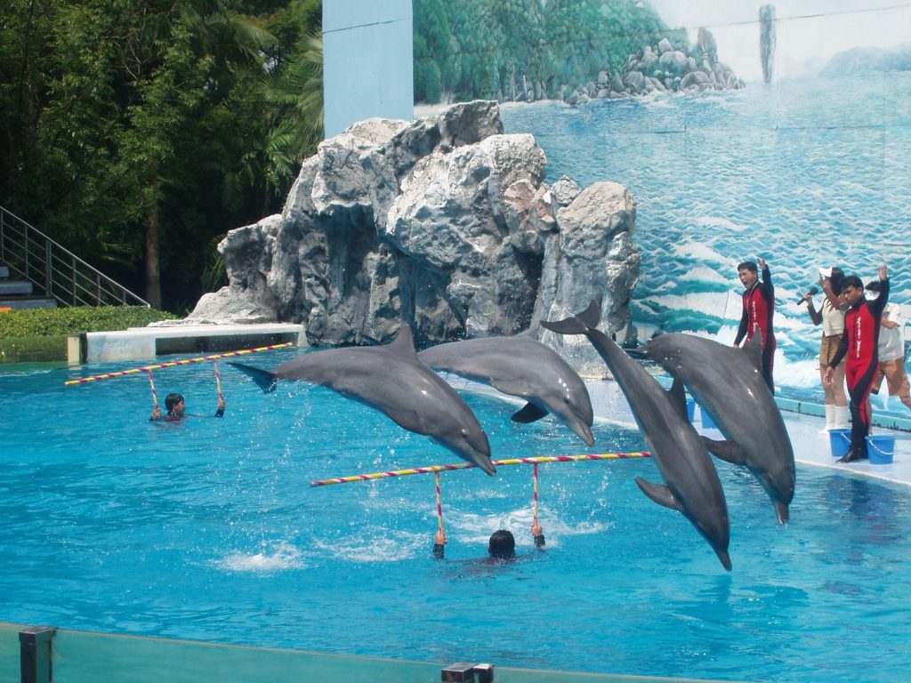 Safari World: The Home Of Exotic Wildlife