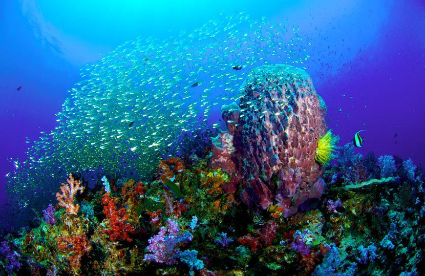 6. Fiji – Beautiful Are The Corals And So Are You