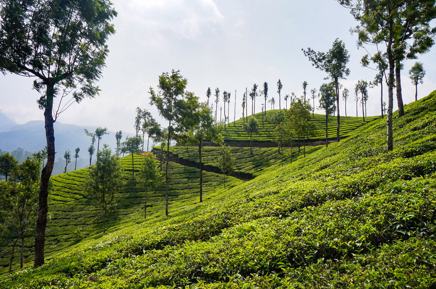 Munnar In All Its Might