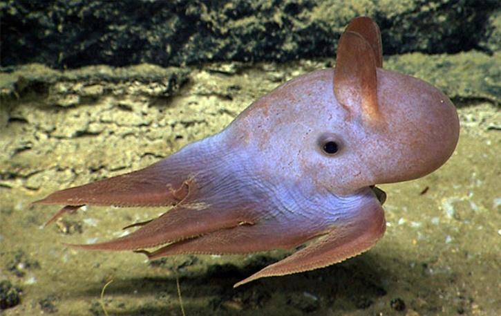 9. An Octopus That’s Called Dumbo & Dwells Deep Down In The Ocean