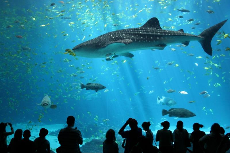 Ocean Life Bangkok Ocean World: The Aquatic Wonderland