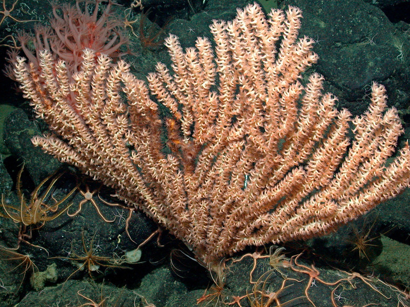 1. Say Hello To The Bamboo Coral Called Lepidisis Caryophyllia