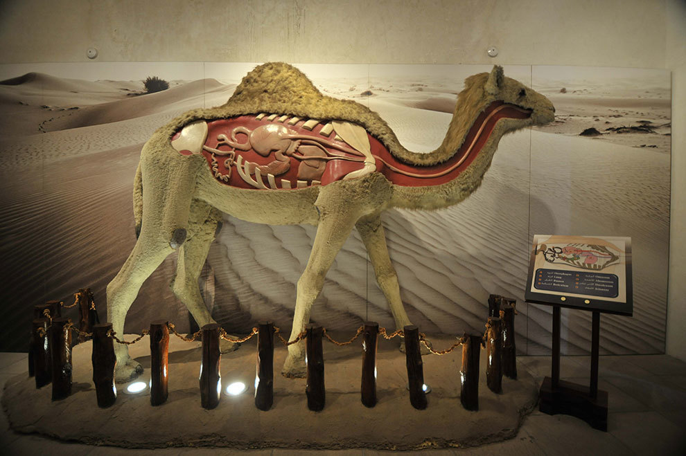 Free Entry At Camel Museum