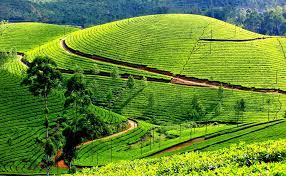 Munnar is one of the Best Honeymoon Places In India