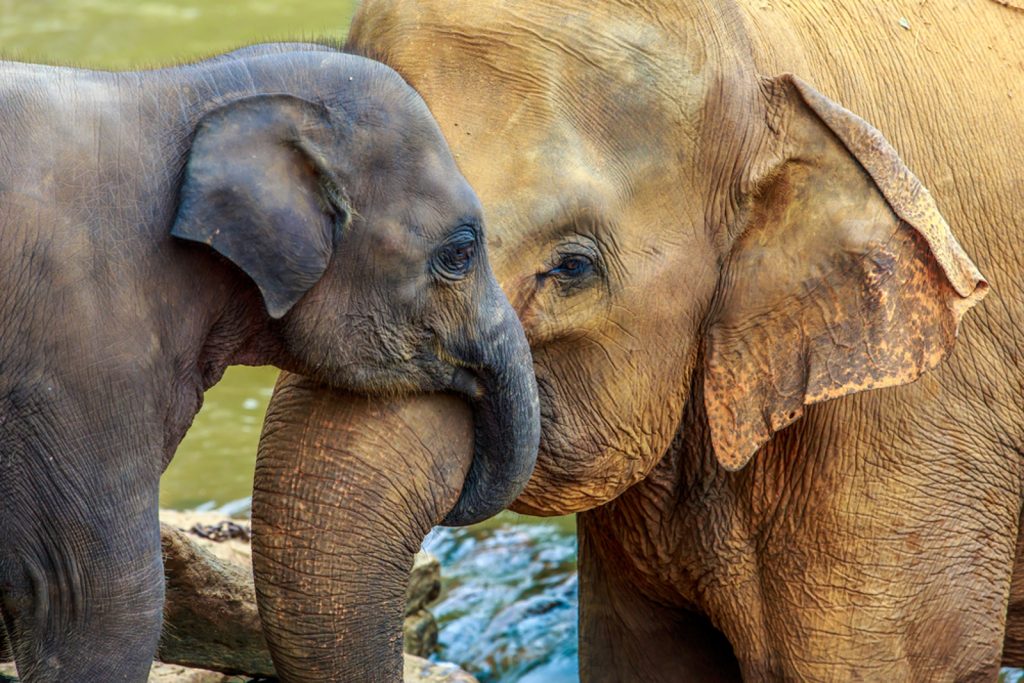 Interacting With Wildlife Is A Must