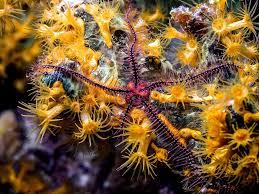2. You Only Find Snake Stars & Sea Stars At The Depth Of 1,315 Feet