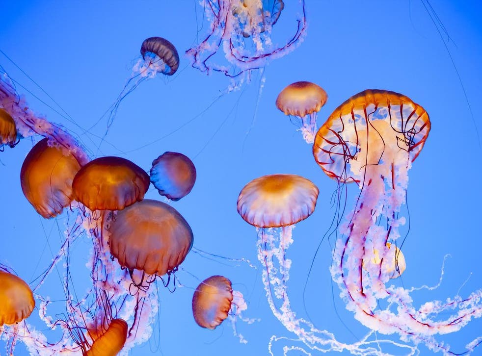Few Scientists Got Closer To The Sea Creatures In Gulf Of Mexico & Discovered An Astonishing World!