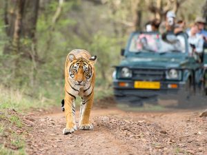 Best Things To Do On A Family Trip To Jim Corbett